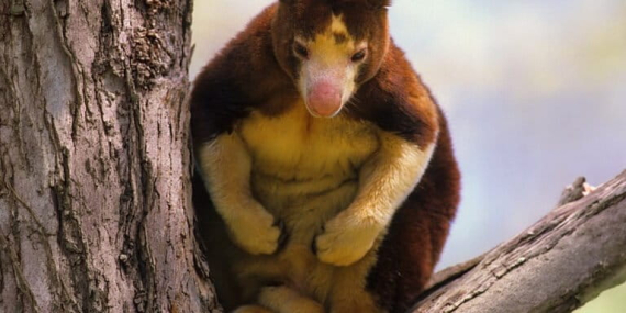 hutan-papua,-rumah-besar-kanguru-pohon