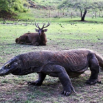 suaka-terakhir-sang-naga