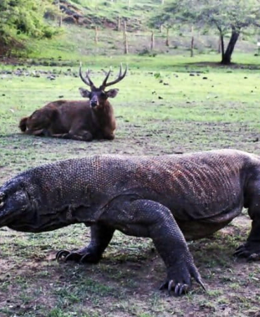 suaka-terakhir-sang-naga