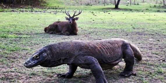 suaka-terakhir-sang-naga