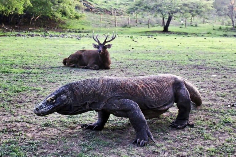 suaka-terakhir-sang-naga