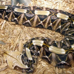 ular-gaboon-viper,-ular-dengan-taring-terpanjang-di-dunia-yang-mengalirkan-bisa-mematikan