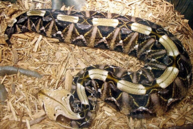 ular-gaboon-viper,-ular-dengan-taring-terpanjang-di-dunia-yang-mengalirkan-bisa-mematikan