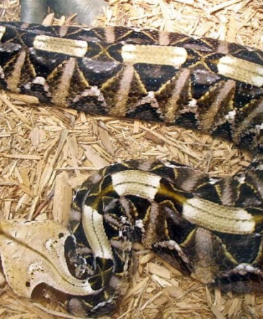 ular-gaboon-viper,-ular-dengan-taring-terpanjang-di-dunia-yang-mengalirkan-bisa-mematikan
