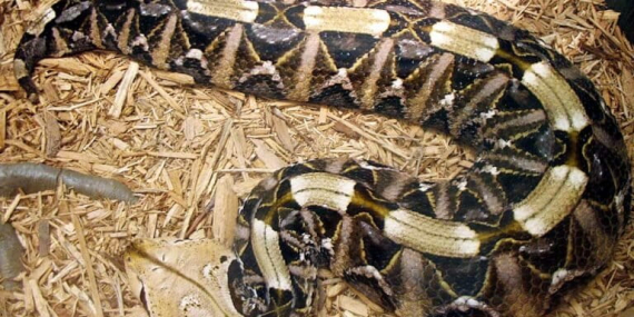 ular-gaboon-viper,-ular-dengan-taring-terpanjang-di-dunia-yang-mengalirkan-bisa-mematikan