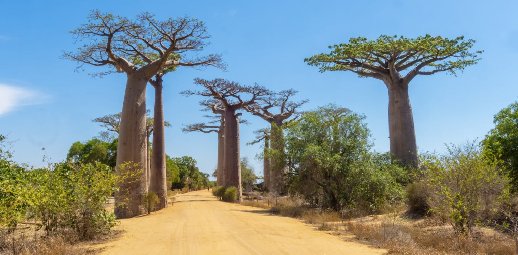 madagascar’s-ancient-baobabs-store-700-years-of-climate-secrets-–-what-they-reveal