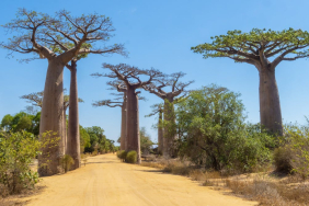 madagascar’s-ancient-baobabs-store-700-years-of-climate-secrets-–-what-they-reveal