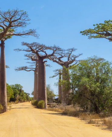madagascar’s-ancient-baobabs-store-700-years-of-climate-secrets-–-what-they-reveal