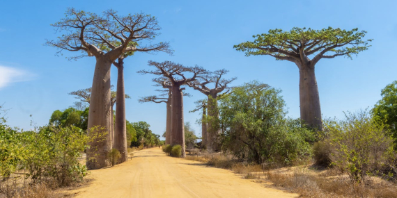 madagascar’s-ancient-baobabs-store-700-years-of-climate-secrets-–-what-they-reveal