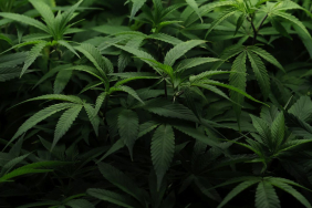 why-the-future-of-marijuana-legalization-remains-hazy-despite-high-public-support