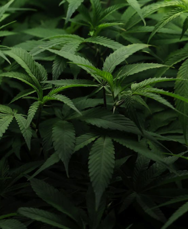 why-the-future-of-marijuana-legalization-remains-hazy-despite-high-public-support