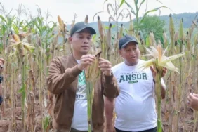 panen-jagung,-ansor-cilacap-targetkan-8-ton-setiap-hektare
