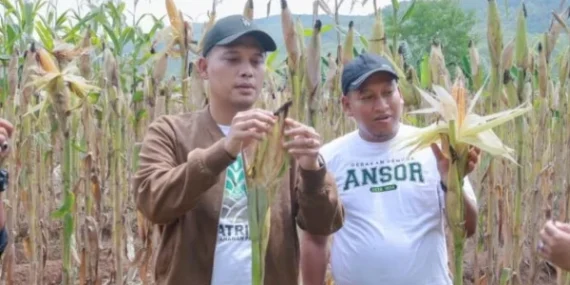 panen-jagung,-ansor-cilacap-targetkan-8-ton-setiap-hektare