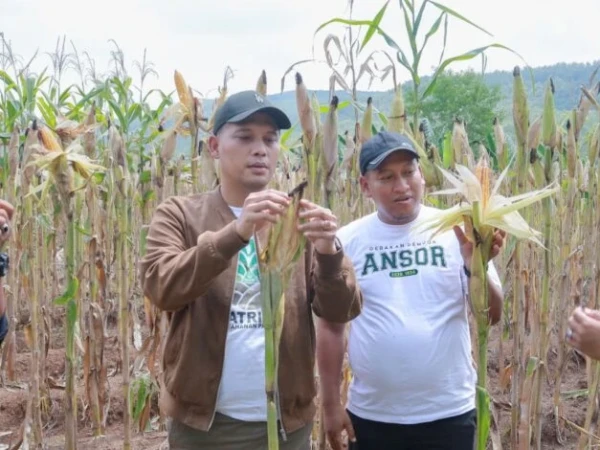 panen-jagung,-ansor-cilacap-targetkan-8-ton-setiap-hektare