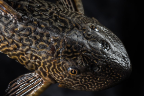 bukan-cuma-ikan-sapu-sapu,-ada-banyak-spesies-invasif-di-perairan-kita-termasuk-ikan-nila