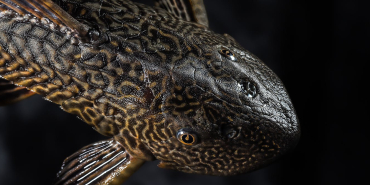 bukan-cuma-ikan-sapu-sapu,-ada-banyak-spesies-invasif-di-perairan-kita-termasuk-ikan-nila