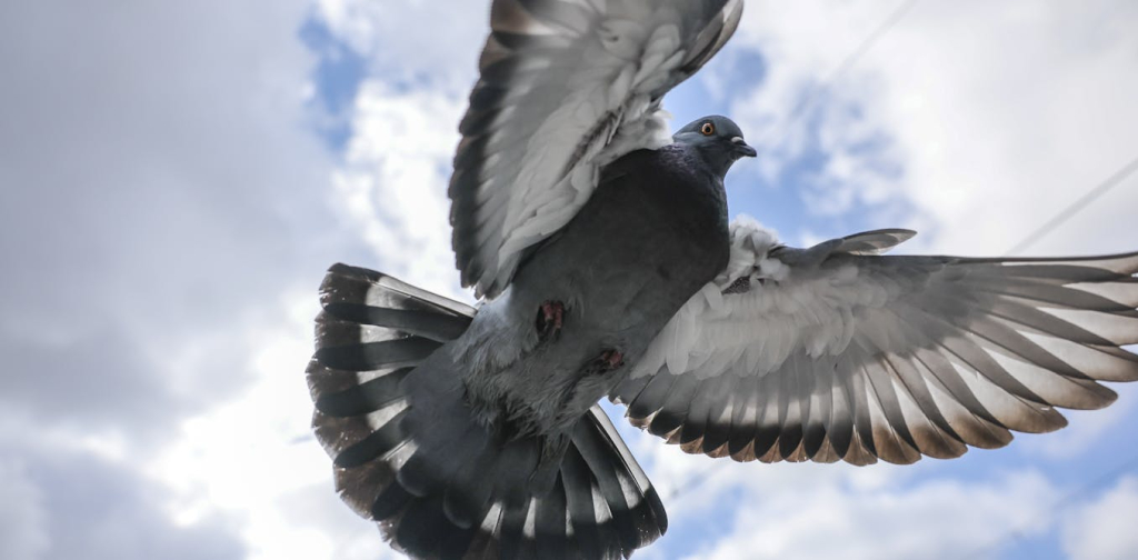 despots,-brutality-and-the-quest-for-a-home:-the-hair-of-the-pigeon-explores-suffering-and-love