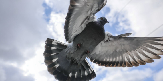 despots,-brutality-and-the-quest-for-a-home:-the-hair-of-the-pigeon-explores-suffering-and-love