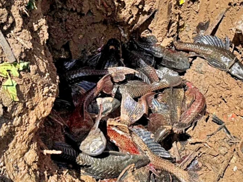 mui-kritik-cara-pemusnahan-ikan-sapu-sapu-di-jakarta,-pramono-janji-perbaiki-metode