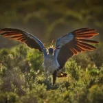 mengenal-burung-sekretaris:-predator-yang-dapat-melumpuhkan-ular-kobra-dengan-sekali-tendang
