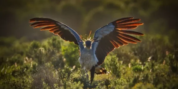 mengenal-burung-sekretaris:-predator-yang-dapat-melumpuhkan-ular-kobra-dengan-sekali-tendang