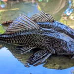 ancaman-ekologis-ledakan-ikan-sapu-sapu-di-sungai-tercemar