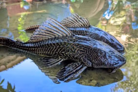 ancaman-ekologis-ledakan-ikan-sapu-sapu-di-sungai-tercemar