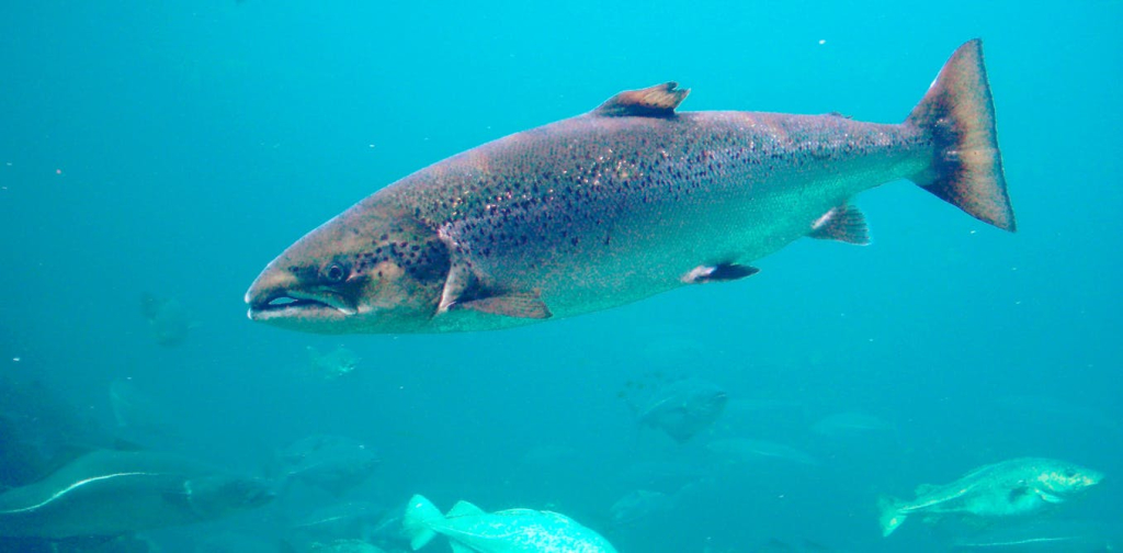 coked-to-the-gills?-cocaine-laced-wastewater-can-make-salmon-roam-twice-as-far