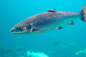 coked-to-the-gills?-cocaine-laced-wastewater-can-make-salmon-roam-twice-as-far