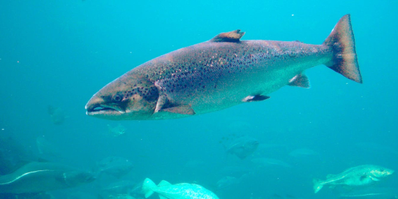 coked-to-the-gills?-cocaine-laced-wastewater-can-make-salmon-roam-twice-as-far