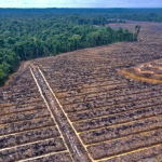 refleksi-di-hari-bumi,-meratapi-nasib-hutan-indonesia