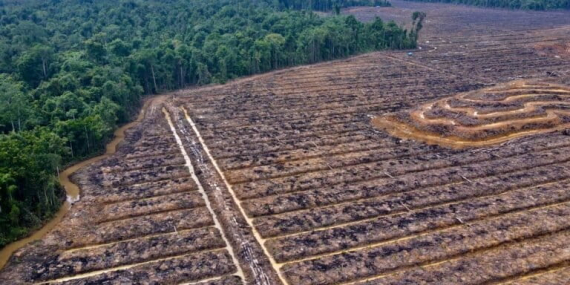 refleksi-di-hari-bumi,-meratapi-nasib-hutan-indonesia