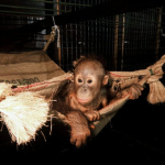 kesempatan-hidup-kedua-bayi-orangutan-tanpa-induk