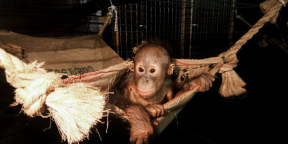 kesempatan-hidup-kedua-bayi-orangutan-tanpa-induk