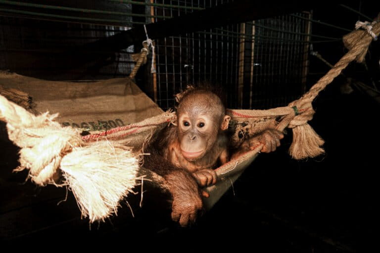 kesempatan-hidup-kedua-bayi-orangutan-tanpa-induk