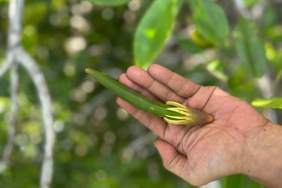 dari-mangrove-ke-meja-makan:-ketahanan-pangan-raja-ampat-ala-mama-mama-friwen