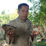 nasib-kepiting-bakau-lombok di-tengah-himpitan-tambak