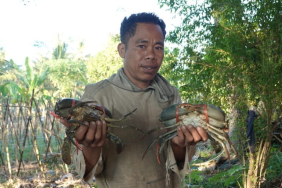 nasib-kepiting-bakau-lombok di-tengah-himpitan-tambak