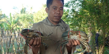 nasib-kepiting-bakau-lombok di-tengah-himpitan-tambak