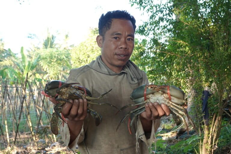nasib-kepiting-bakau-lombok di-tengah-himpitan-tambak