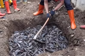 ikan-sapu-sapu-kuasai-ciliwung-jadi-sinyal-darurat-kondisi-air-sedang-sekarat