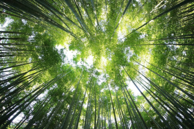 10-negara-dengan-hutan-terluas,-indonesia-nomor-berapa?