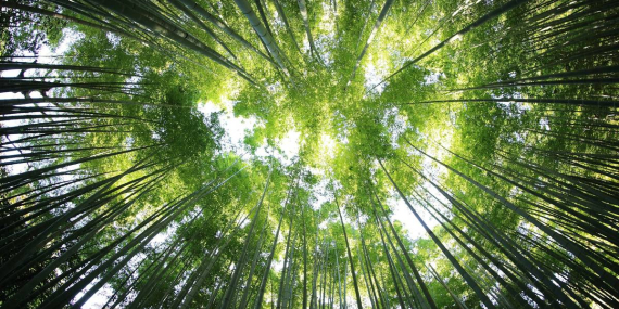 10 Negara dengan Hutan Terluas, Indonesia Nomor Berapa?