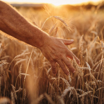 we-eat-a-lot-of-wheat.-so-how-can-we-grow-more-in-a-changing-climate?