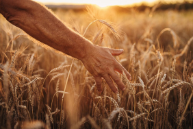 we-eat-a-lot-of-wheat.-so-how-can-we-grow-more-in-a-changing-climate?