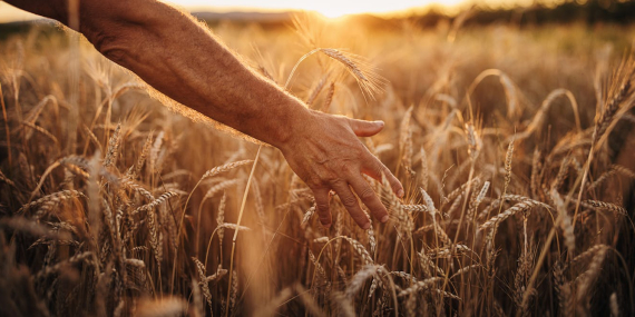 we-eat-a-lot-of-wheat.-so-how-can-we-grow-more-in-a-changing-climate?