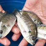 bukan-hanya-sapu-sapu,-inilah-ikan-invasif-yang-merusak-perairan-indonesia