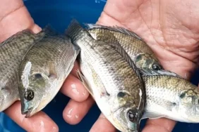 bukan-hanya-sapu-sapu,-inilah-ikan-invasif-yang-merusak-perairan-indonesia