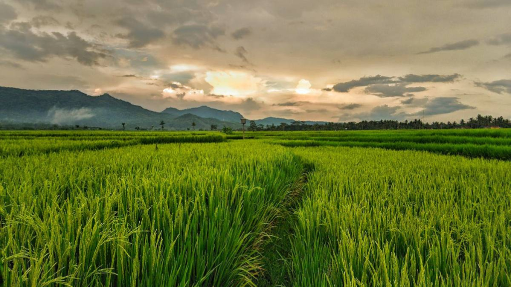 legenda-asal-usul-padi-pulut,-cerita-rakyat-dari-sumatera-utara