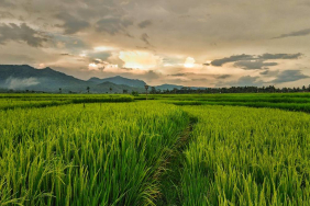 legenda-asal-usul-padi-pulut,-cerita-rakyat-dari-sumatera-utara